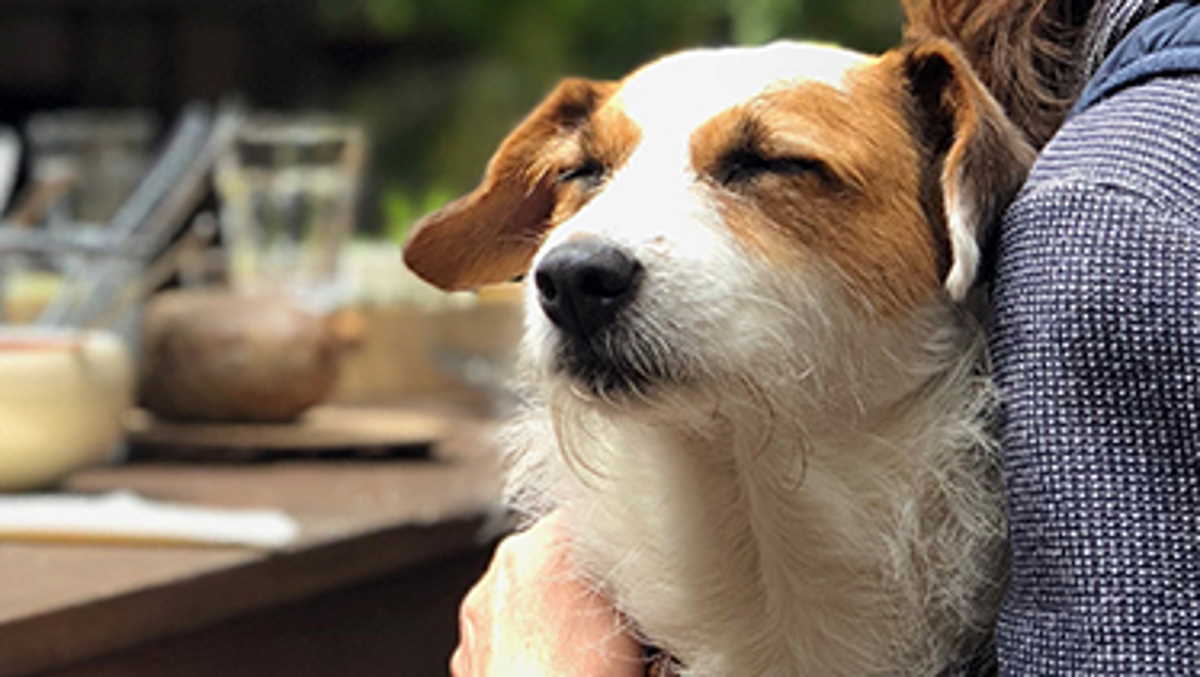 Woolworths to acquire majority shares of South Africa's Absolute Pets