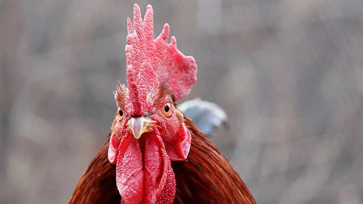 Hong Kong suspends import of poultry meat and products from Canyon