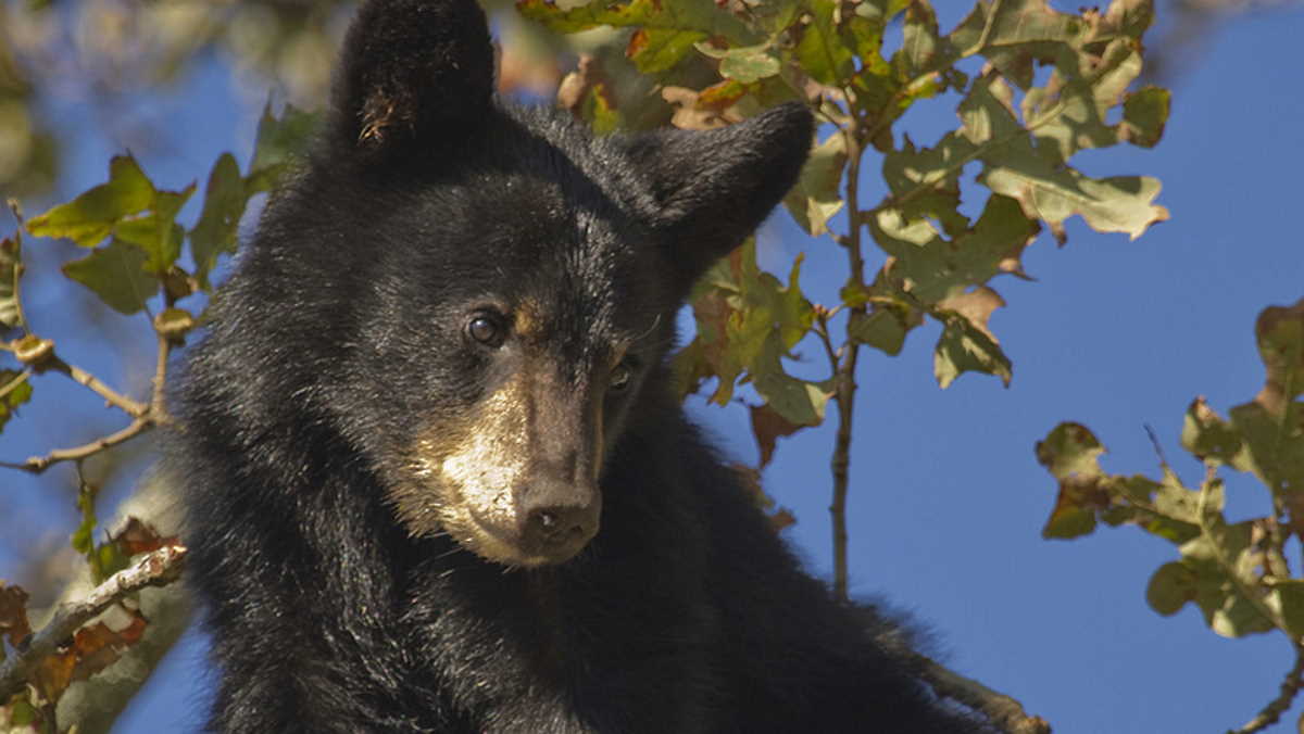 Black bear cub in Alaska diagnosed with Avian Influenza | Agrifish ...