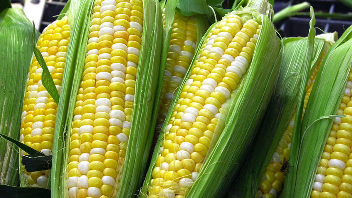 China approves 26 seed companies for GMO corn and soybeans Agrifish