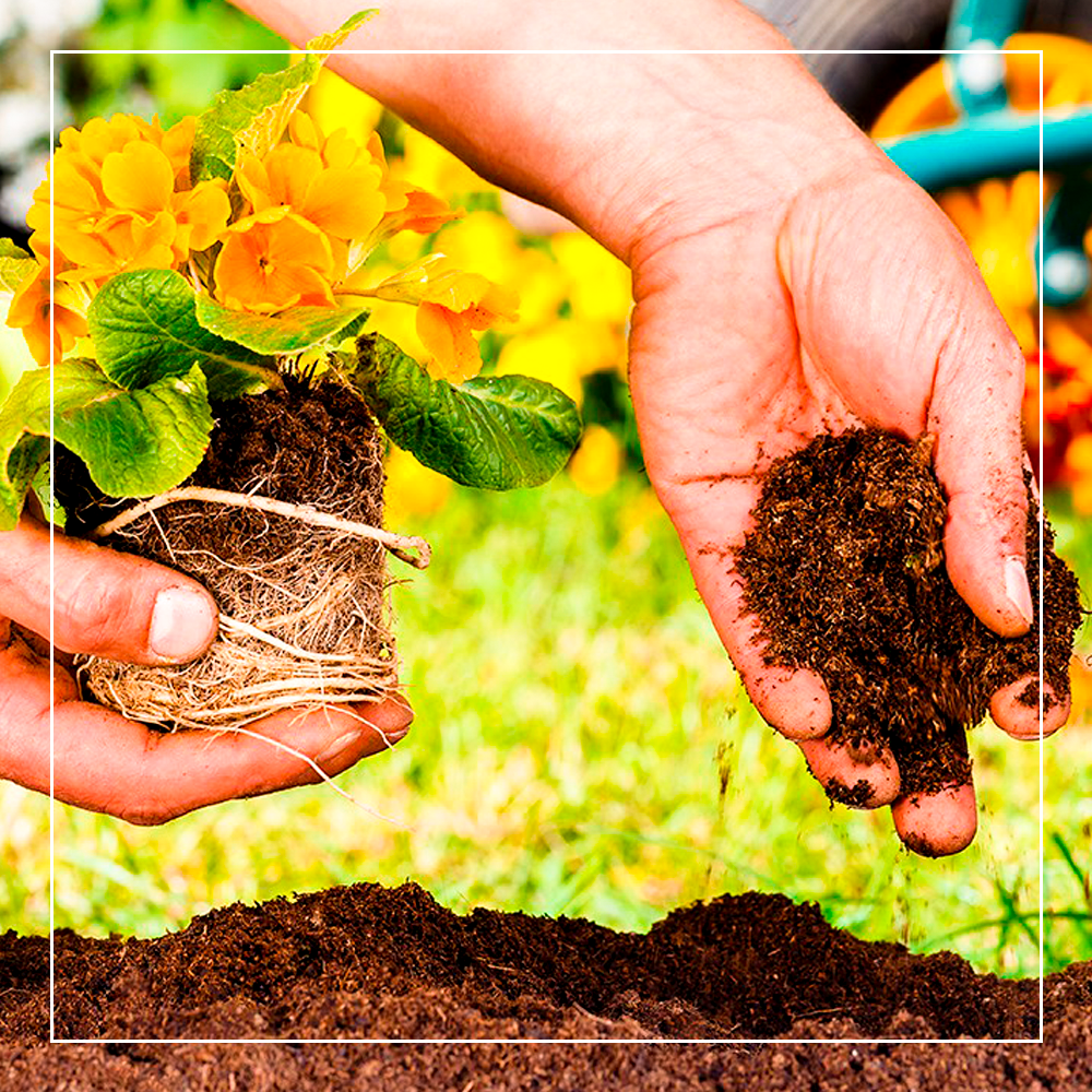 Diga adeus à ansiedade cultivando flores
