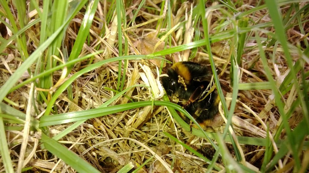 Bumble Bee under attack - Barry