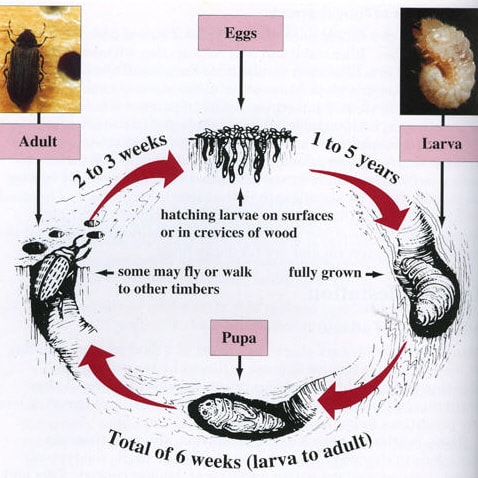 woodworm Cycle Woodworm infestation Cardiff, Penarth, Barry, Cowbridge, South Wales