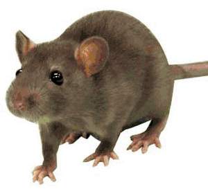 Rat problem in Cardiff - call Cardiff Rat Control Experts Rat problem in Cardiff - call Cardiff Rat Control Experts
