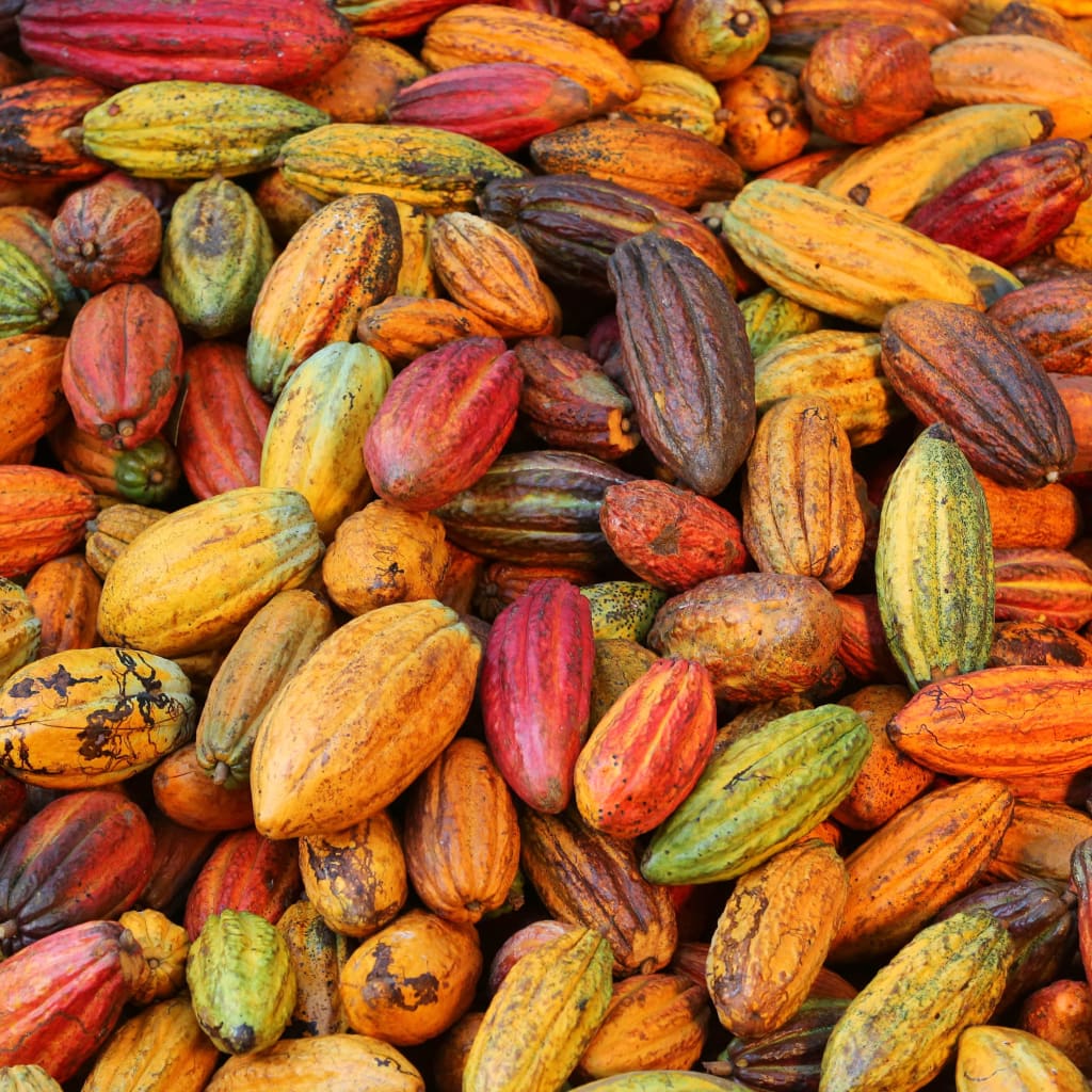 M. Libânio Agrícola | Valrhona