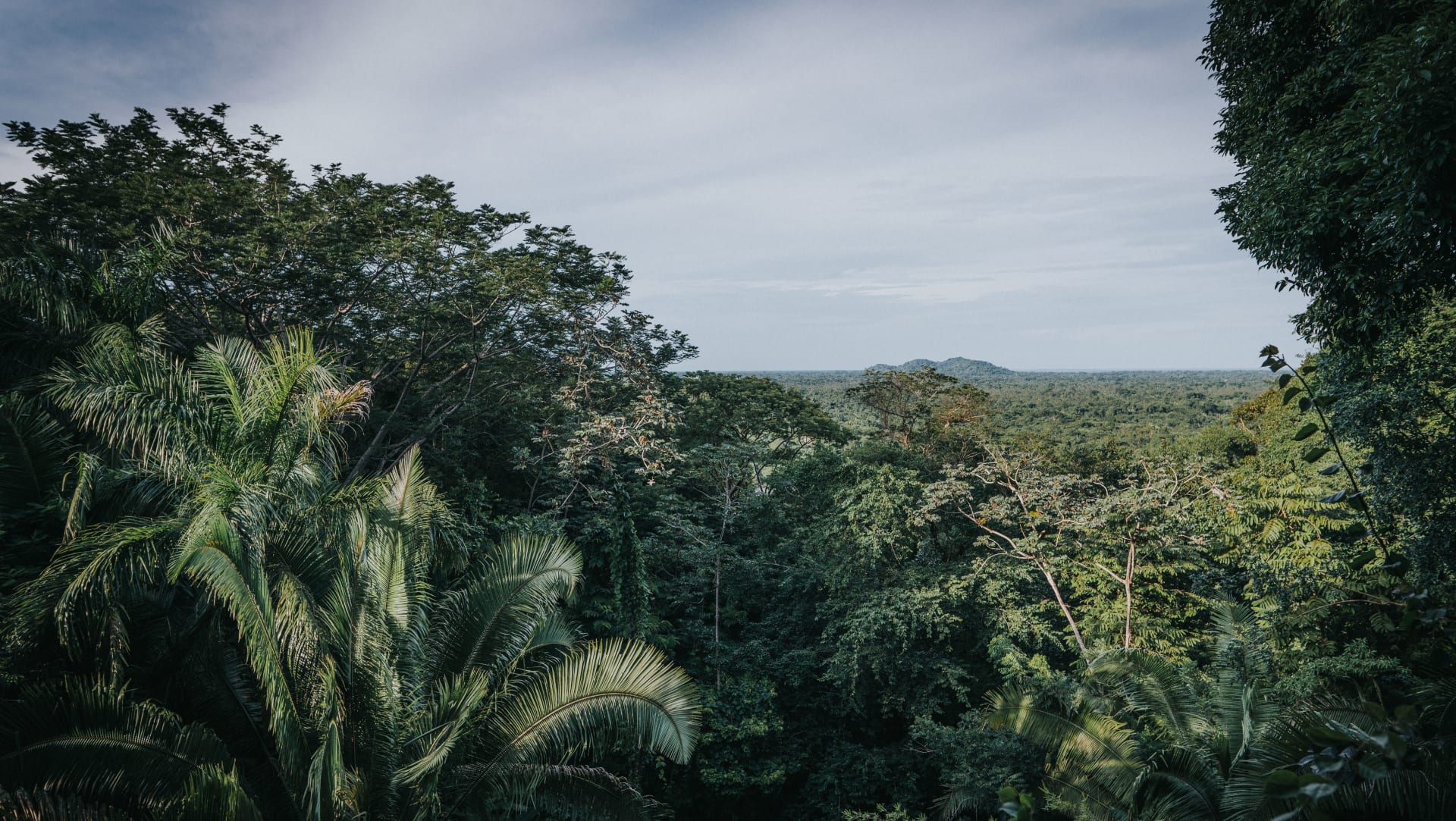 Belize Forest
