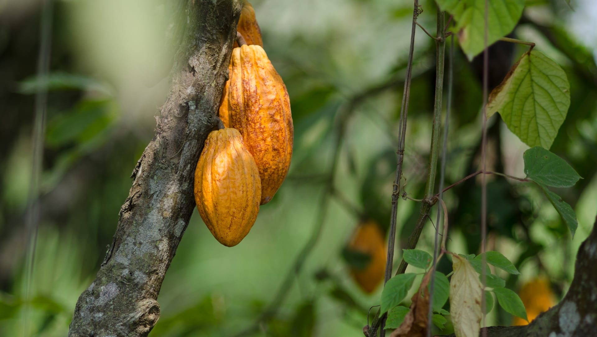 Ecuador cocoa