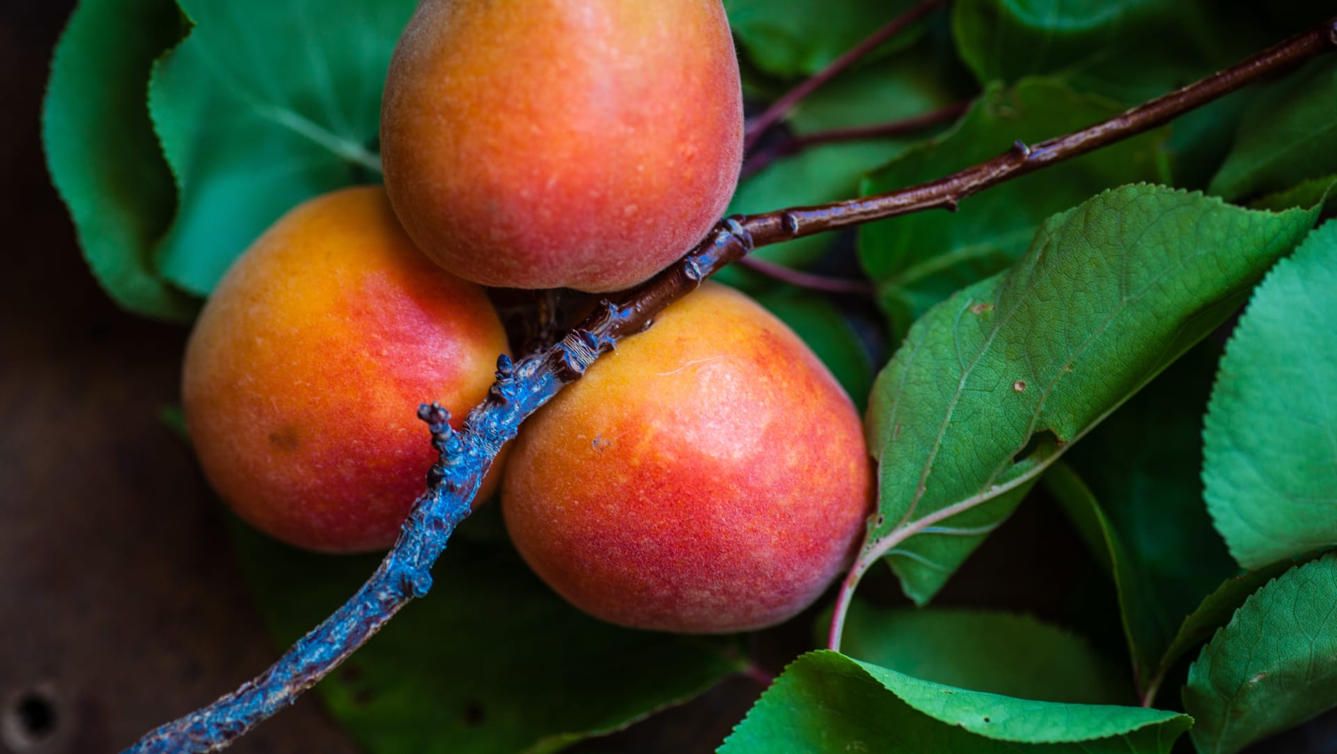 Valrhona.com-Nel corso delle stagioni - Il mango