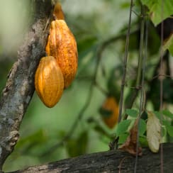 Ecuador cocoa