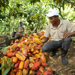 M. Libânio Agrícola S.A.