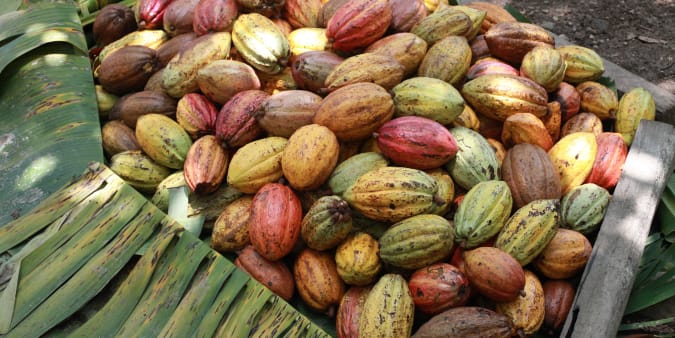 cocoa pods from Grenada