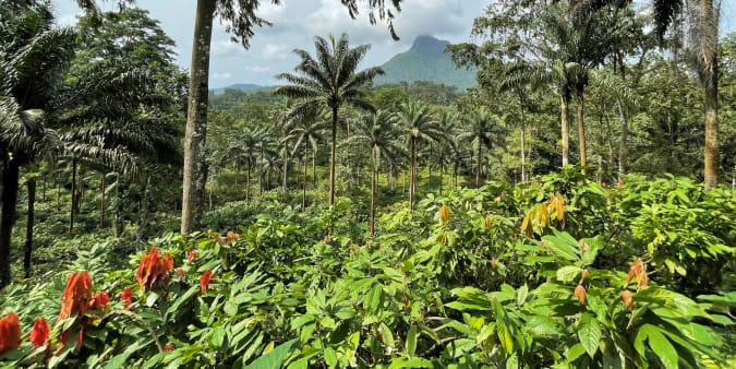 Agroforestry São Tomé Valrhona
