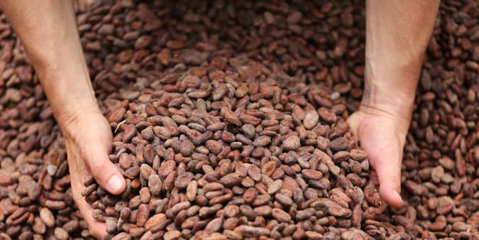 Fèves de cacao de République Dominicaine Valrhona