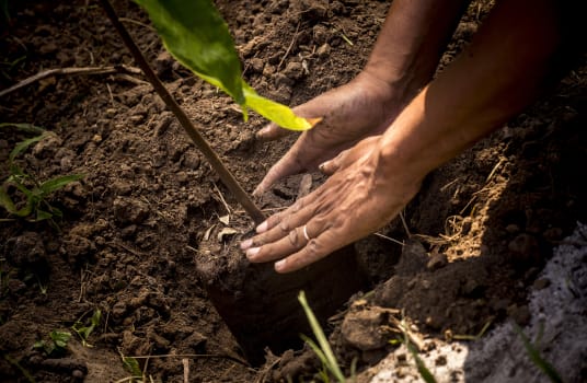 Plantación de cacao en Madagascar