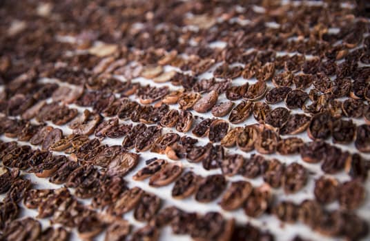 Kontrolle der Kakaobohnen