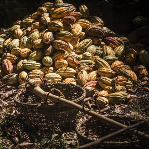 Plantation Millot Madagascar