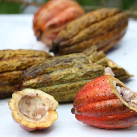 The AMAZCACAO Project & the Quest for the Next Grand Cru