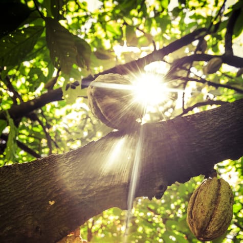 valrhona.us-social-impact-our-csr-reports