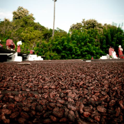 Cacao malgascio valrhona