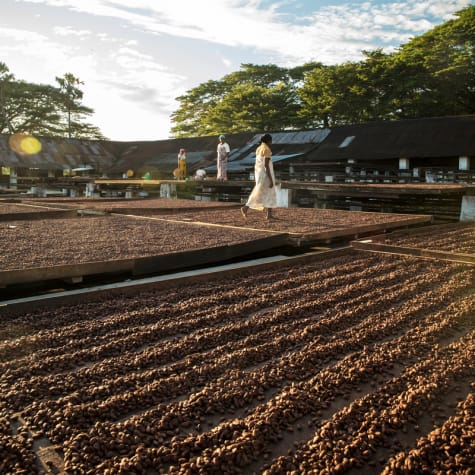 valrhona - Conferencia - Millot 74 %, Amatika 46%