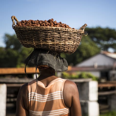 Plantation Millot Madagascar