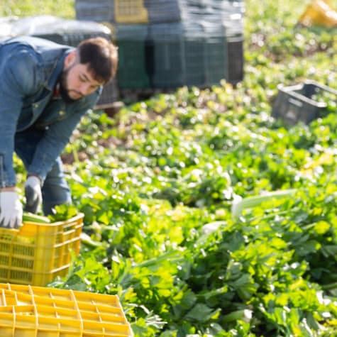 How to Help Fight Food Waste