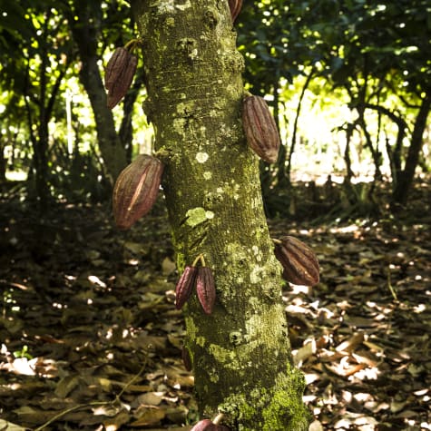 Plantation Millot Madagascar