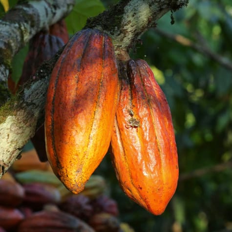 Cacao