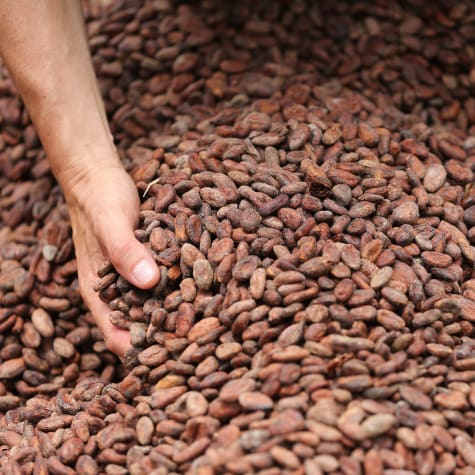 Haba de cacao