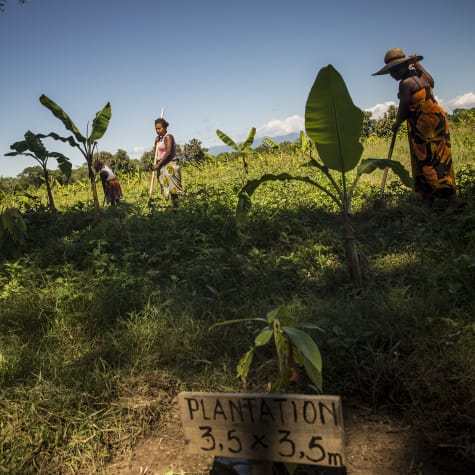 Plantation Millot Madagascar