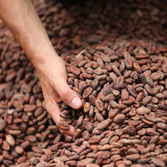 graines de cacao