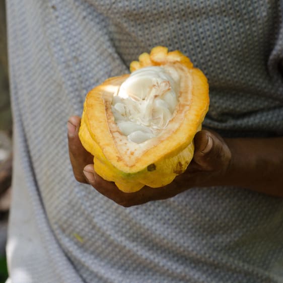 cabosse de cacao