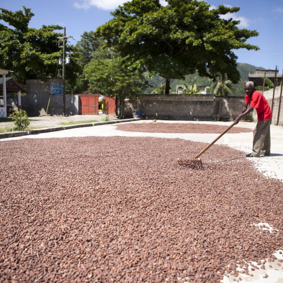 Cacao Feccano - Haiti