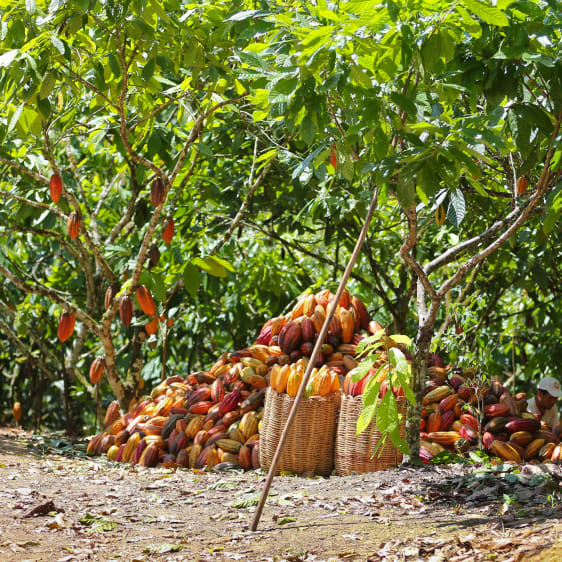 Cacao