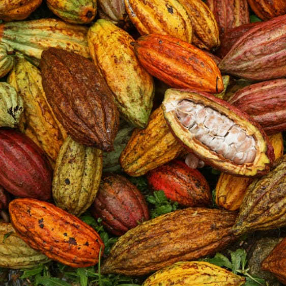 Plantation de cacao en République Dominicaine