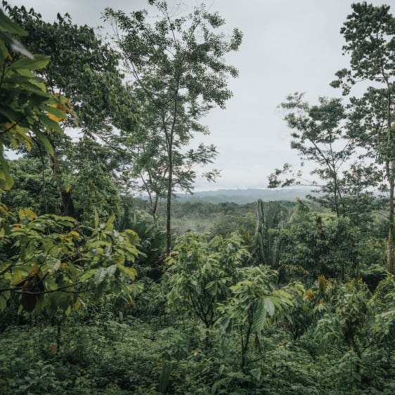 Plantation de cacao au Belize