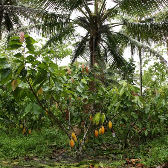 Plantation de cacao en République Dominicaine