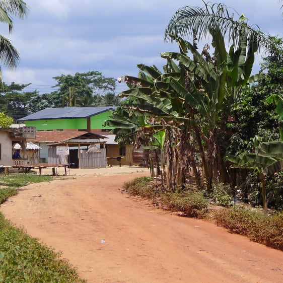 Plantation de cacao au Ghana