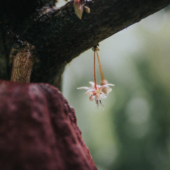 Plantation de cacao au Belize