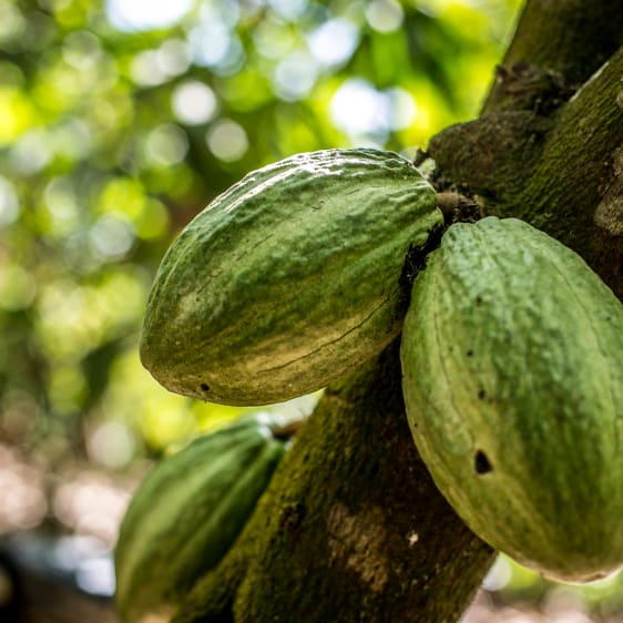 Plantation de cacao au Ghana