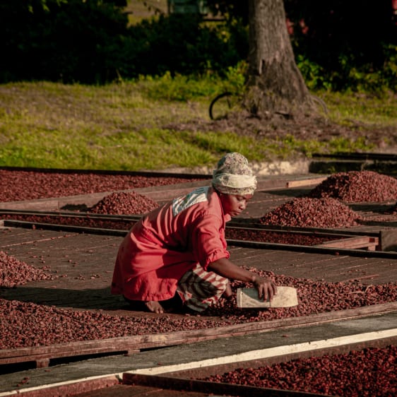 Cacao Millot Madagascar