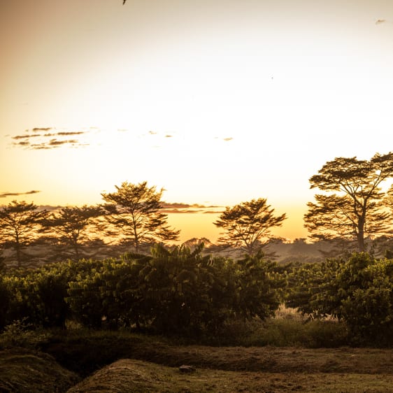 Cacao Millot Madagascar