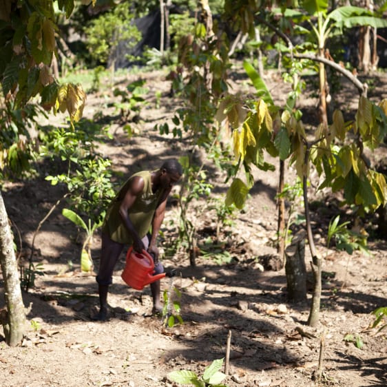 Cacao Feccano - Haiti