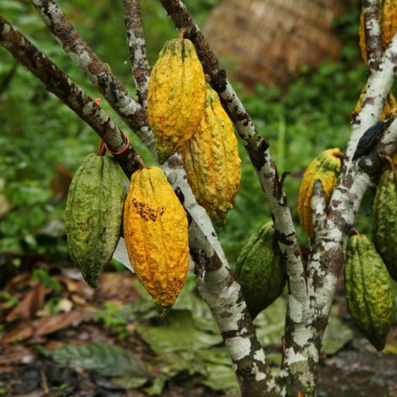 Plantation de cacao en République Dominicaine