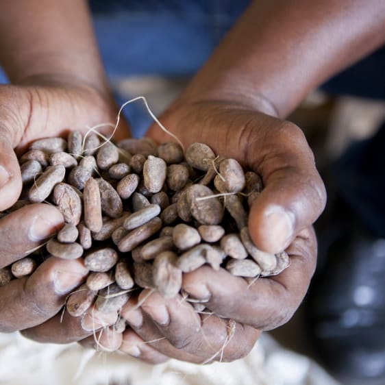 Cacao Feccano - Haiti