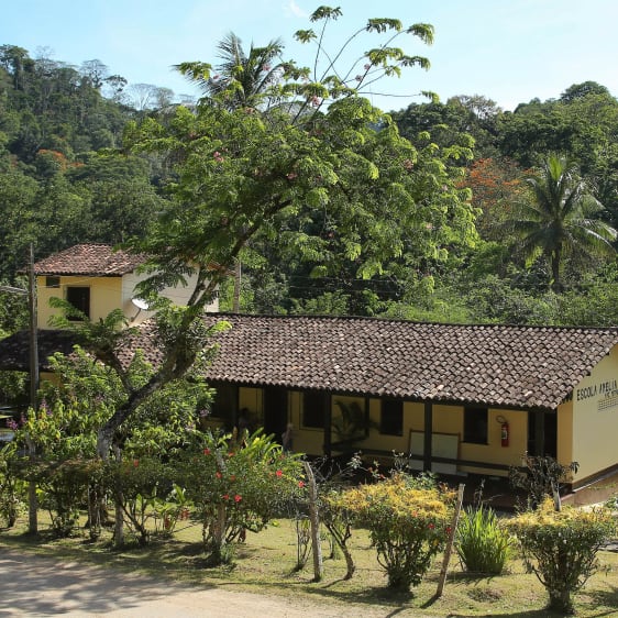 Brazil cocoa plantation