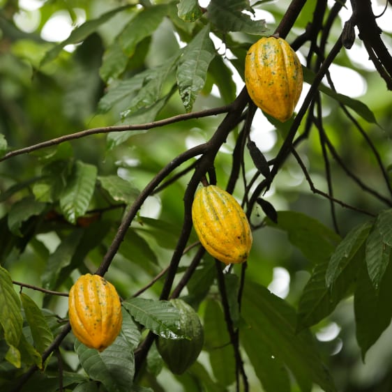 cabosses de cacao