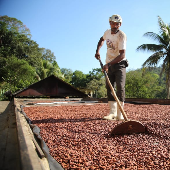 plantation brésil
