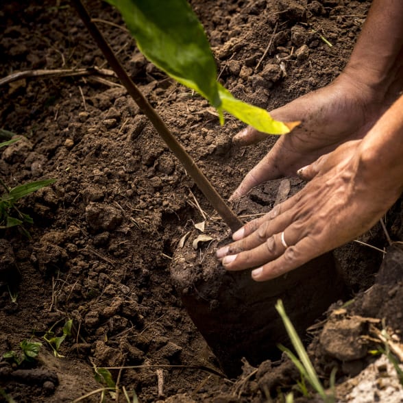 cocoa tree plantation in Madagascar