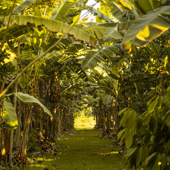 agroforestry cocoa plantation in Madagascar